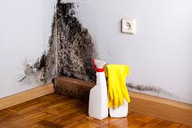 Trusted West Bountiful, UT Mold Inspection Experts